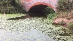 Pathogens in Rivers: what are they and how do they impact rivers? | Essex Rivers Hub
